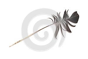 Pigeon feather isolated