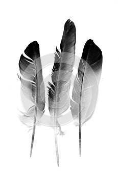 Pigeon feather isolated