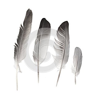 Pigeon feather isolated