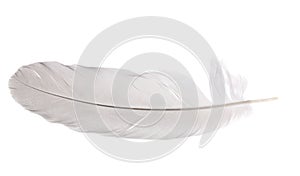 Pigeon feather isolated on white