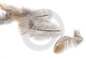 Pigeon feather on white background