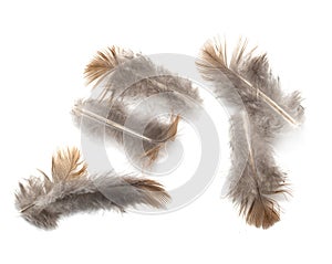 Pigeon feather on white background