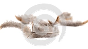 Pigeon feather on white background