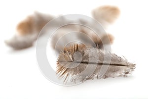 Pigeon feather on white background