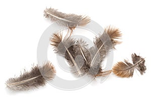 Pigeon feather on white background