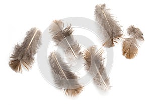 Pigeon feather on white background