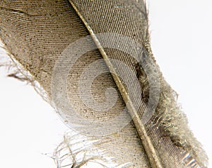 pigeon feather white and black grey and brown close up with water dew droplets on white background