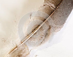 pigeon feather white and black grey and brown close up with water dew droplets on white background