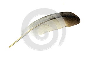 A pigeon feather on a white isolated background