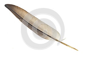 A pigeon feather on a white isolated background