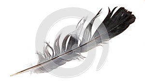 A pigeon feather on a white isolated background