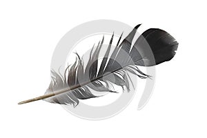 a pigeon feather on a white isolated background