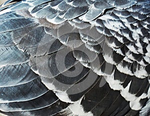 Pigeon feathers