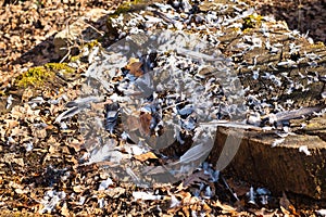 Pigeon feathers scattered on forest floor after predator had caught it