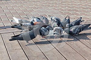 Pigeon feeding