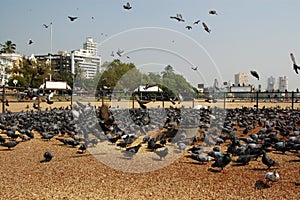 Pigeon Feeding, Chowpatty Beach, Mumbai photo