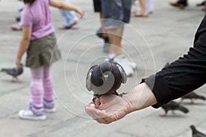 Pigeon Feeding on Hand Venice