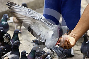 Pigeon Feeding from a Man's Hand