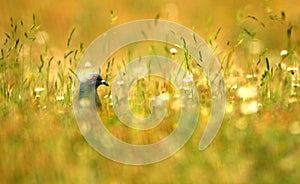 Pigeon in the field in spring