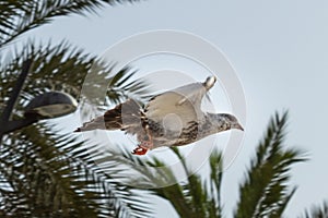 A pigeon flapping its wings