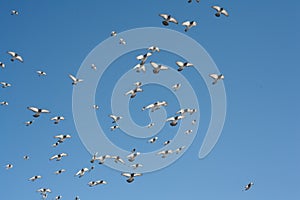 A pigeon flies in the sky.A pigeon flies in the sky. A flying bird against the blue sky, a blue dove spread its wings.