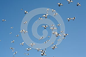 A pigeon flies in the sky.A pigeon flies in the sky. A flying bird against the blue sky, a blue dove spread its wings.