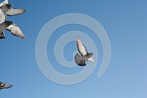 A pigeon flies in the sky.A pigeon flies in the sky. A flying bird against the blue sky, a blue dove spread its wings.