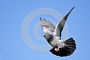 Pigeon in flight