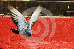 Pigeon in flight