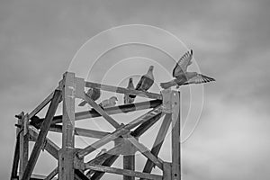 Pigeon in flight above the top of the electricity tower