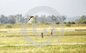 Pigeon In Flight