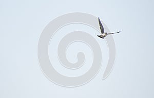 Pigeon In Flight