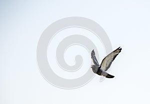 Pigeon In Flight