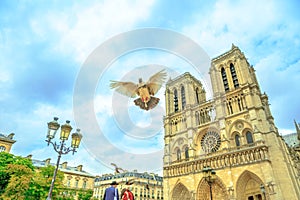 Notre Dame pigeon flight