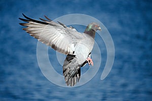 Pigeon in flight over blue water