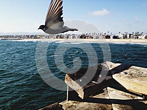 Pigeon in Flight over Venice Beach, California