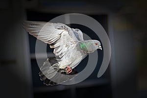 A pigeon in flight with a window in the background