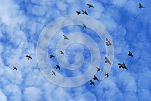 Pigeon flock flying