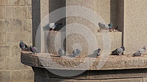 Pigeon flock settled on a concrete wall above a river in the city