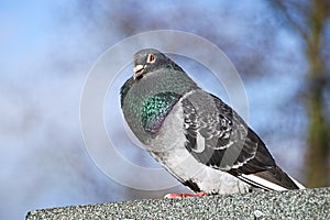 Pigeon Fluffed Against The Coid