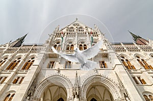 Pigeon flying in front of the Parlamento Budapest - Up in the air. photo