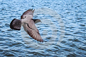 Pigeon Flying Over the Water, with Clipping Path