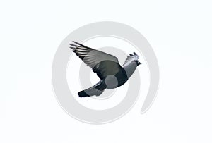 pigeon flying in the sky with full speed racing game sport