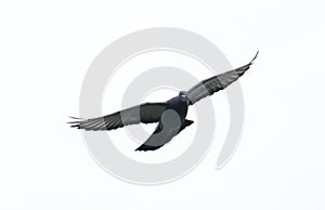 pigeon flying in the sky with full speed racing game sport