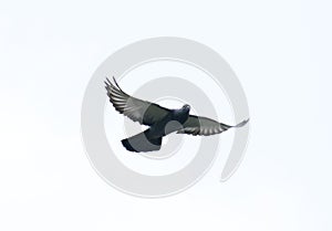 pigeon flying in the sky with full speed racing game sport