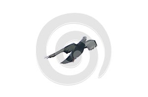 pigeon flying in the sky with full speed racing game sport