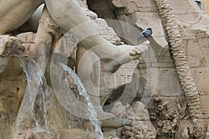 Pigeon on the foot in the fountain of quattro fiumi, Square Navona, Rome