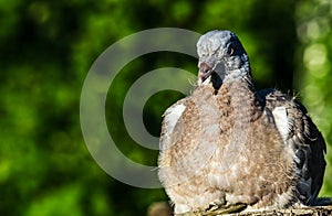 Pigeon in forest