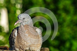 Pigeon in forest