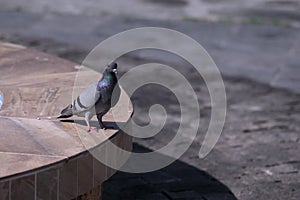 Pigeon by the fountain on a bright sunny day.